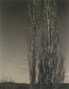Os Dois Choupos, Lago George de Alfred Stieglitz