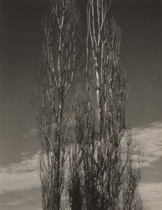 Os Dois Álamos, Lago George de Alfred Stieglitz