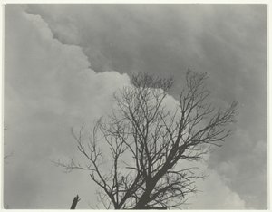 Conjunto de árvores 3 de Alfred Stieglitz