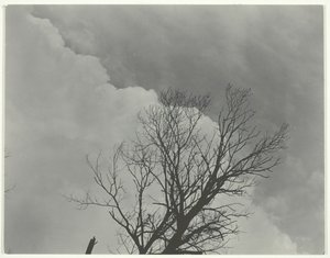 Conjunto de árvores 3, c. 1924. de Alfred Stieglitz