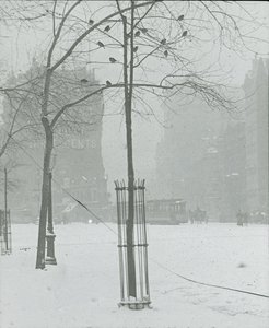 Árvore na neve, Nova York, 190002. de Alfred Stieglitz