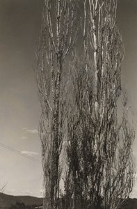 Dois álamos, Lago George (reto) de Alfred Stieglitz