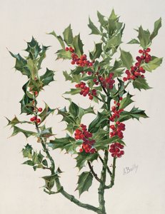 Holly, ilustração da enciclopédia artística e documentário da planta, publicado em Paris, 1904-08 chromolitho