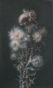 Cardo para baixo (aguarela sobre papel) de Alice Gray