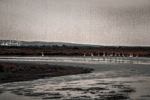 Congregação, da série Flamingos de Camargue, 2017 (fotografia repintada à mão)
