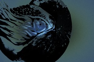 Nautilus, 2018 (fotografia repintada à mão)