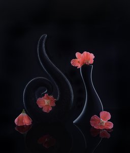  de Alice Sheng