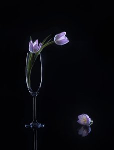  de Alice Sheng