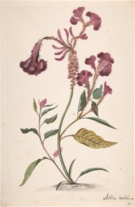 Estudo de uma Hanekam Celosia argentea, s.d.. de Alida Withoos