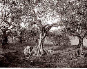 Crianças apanhando azeitonas entre as oliveiras, numa colina em Santa Margherita a Montici, Florença (foto a p/b) de Fratelli Alinari