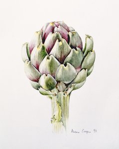Estudo de alcachofra, 1993
