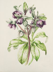 Helleborus Orientalis de Helen Ballard (flores roxas escuras)