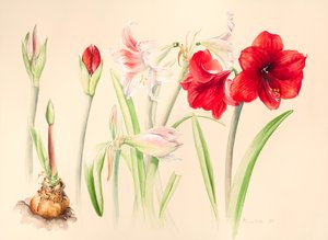 Hippeastrums em janeiro de 2016, aquarela