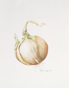Estudo de Cebola, 1993