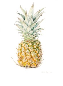 Abacaxi maduro, aquarela, 2016