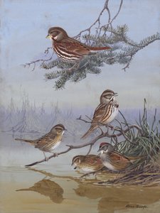 Pardal, de Allan Brooks