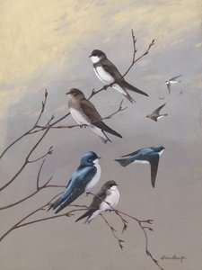 Andorinha, de Allan Brooks