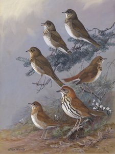 «Thrush», de Allan Brooks