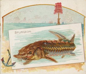 Sturgeon, da série Fish from American Waters N39 para Allen & Ginter Cigarettes, 1889.