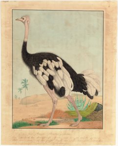 Uma avestruz, em perfil, numa paisagem desértica
