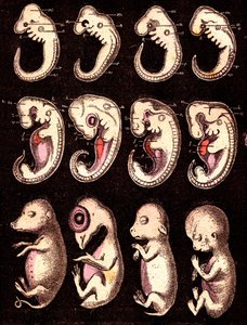 Embriões comparados de 4 vértebras 5 seres vivos): Da esquerda para a direita: porco, galinha, coelho, homem. Desenho de A. Demarle. 1885