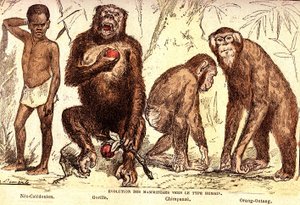 Evolução dos mamíferos até ao tipo humano: Criação Natural e Seres Vivos (De Jules Rengade). Desenho de A. Demarle. 1885 de Alphonse Demarle