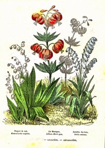 Liliacees, Asparagees: Criação Natural e Seres Vivos. Desenho de A. Demarle. 1885 de Alphonse Demarle