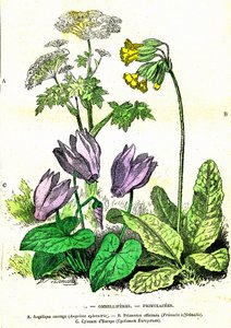 Ombelliferes, Primulacees: Criação Natural e Seres Vivos. Desenho de A. Demarle. 1885 de Alphonse Demarle
