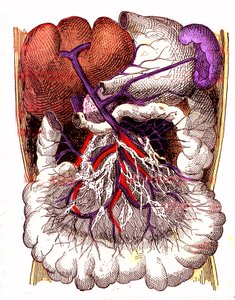 Órgãos de absorção intestinal - A vida normal e a saúde de J. Rengade. Desenho de A. Demarle 1881 de Alphonse Demarle