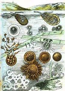 Pré-história - Amibes, Bactérias, Moneres (Cultivo): Seres rudimentares organizados. Criação natural e seres vivos. Desenho de A. Demarle. 1885
