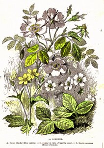 Rosáceas - Criação Natural e Seres Vivos: Desenho de A. Demarle. 1885 de Alphonse Demarle