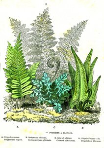 Fugas de Fogaça: Criação Natural e Seres Vivos. Desenho de A. Demarle. 1885 de Alphonse Demarle