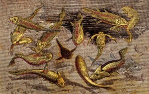A época devoniana (Pré-história) Os seres vivos: A luta pela existência dos seres vivos. A criação natural. Desenho de A. Demarle. 1885