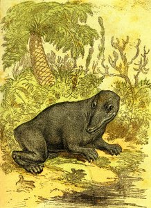 O Labyrinthodonte (Anfíbio): Anfíbio do período carbonífero. Criação Natural e Seres Vivos. Desenho de A. Demarle 1885 de Alphonse Demarle