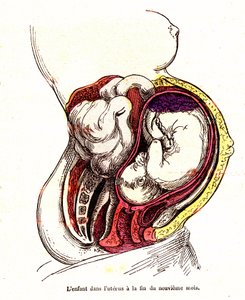 A criança no útero (fim do 9º mês) - A vida normal e a saúde de J. Rengade - Desenho de A. Demarle 1881 de Alphonse Demarle