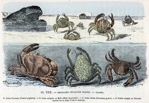 Placa zoológica; decapagem de crustáceos marinhos, caranguejo (bolo, araignee, etrille, menade) (Placa zoológica: caranguejo) Gravação de "L