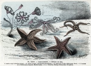 Placa zoológica; equinodermes, estrelas do mar (asteries, ophiocoma, comatum e pentacrine) (Placa zoológica: starfishes) Gravação de "L