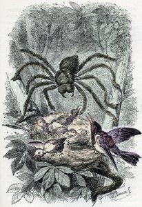 Carta zoológica: aracnídeo, mialha avicular surpreendendo um ninho de mosca-pássaro (placa zoológica: aracnídeo, Avicularia) Gravura de "Homem e Natureza" de Rengade de Alphonse Demarle