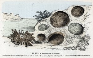 Carta zoológica: equinodermes, ouriços-do-mar (placa zoológica: equinodermes, ouriços-do-mar) Gravação de "L