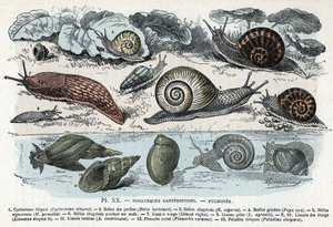 Carta zoológica; moluscos gasterópodes, pulmões (ciclostoma, helice de jardins e tristeza, lesma vermelha, lesma cinzenta, limnee, planorb, paludine...) (Placa zoológica: moluscos gastrópodes tais como lesma, ciclostoma, planorb, limnee) Gravação de "L
