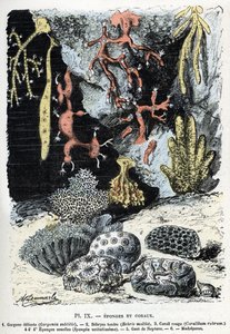 Carta zoológica: esponjas e corais (gorgone, bebryce, coral, esponjas, luva de neptuno (placa zoológica: esponjas e corais) Gravação de "L