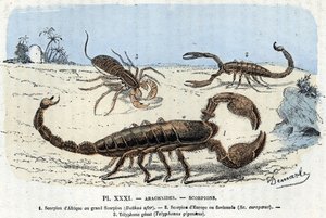 Placa zoológica; aracnídeos, escorpiões africanos, escorpião europeu, telyphone) (Placa zoológica: aracnídeos, escorpião) Gravação de "L
