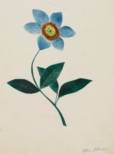 Flor estrela (aguarela) de Altha Mary Nims