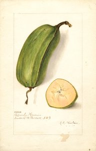Bananas (Musa: Popoulu Hawaii) (aguarela)