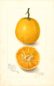 Laranjas tardias Harts (Citrus sinensis) (aguarela)