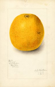 Laranja Ichang (Citrus sinensis) (aguarela)