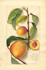 Pêssegos (Prunus persica) (aguarela)
