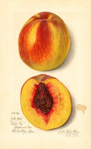 Pêssegos ( Prunus persica: J.H. Hale) (aguarela)
