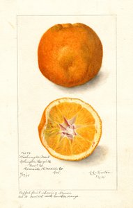 Laranjas Washington Navel ( Citrus sinensis) (aguarela)