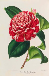 Nova iconografia de Camélias, 1850-1860. de Ambroise Alexandre Verschaffelt